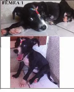 Cachorro raça SRD idade 2 a 6 meses nome Sem nome