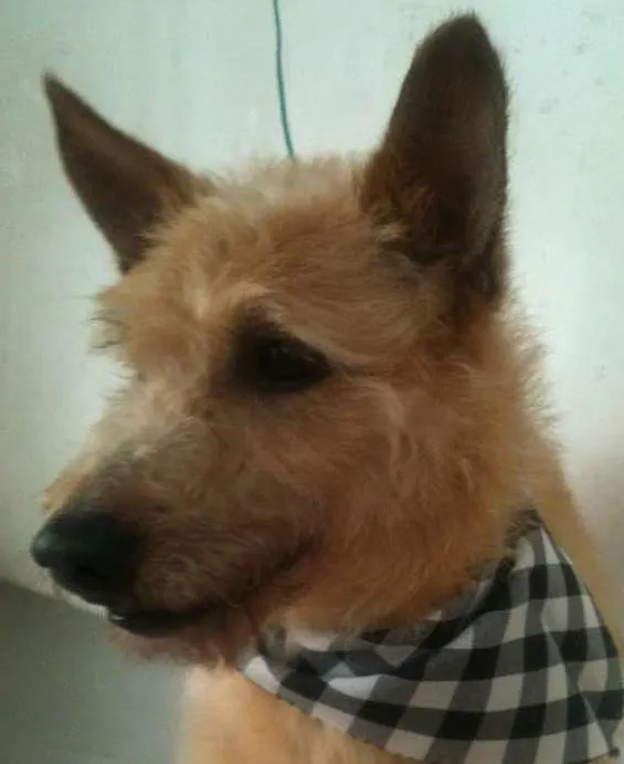 Cachorro ra a Jack Russel idade 3 anos nome Will