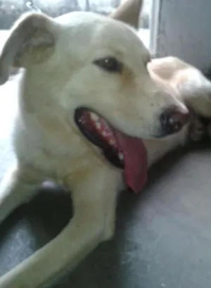 Cachorro raça Labrador idade 1 ano nome Hulk