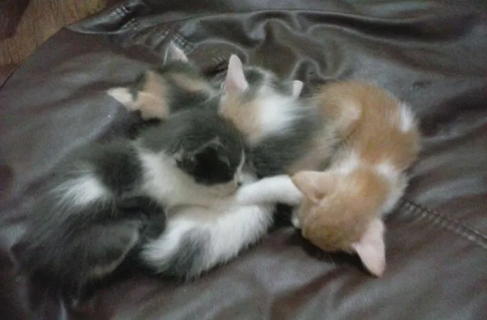 Gato ra a  idade Abaixo de 2 meses nome Sofia, Charlie, moc
