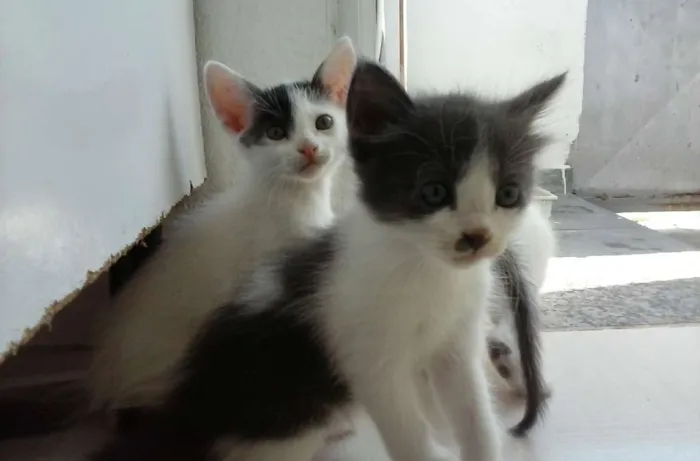 Gato ra a  idade Abaixo de 2 meses nome Sofia, Charlie, moc
