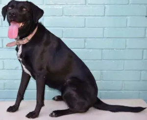 Cachorro raça Labradora idade 2 anos nome Larissa