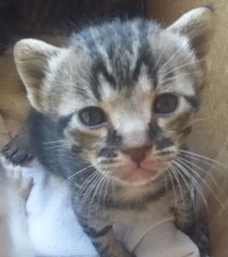 Gato ra a  idade Abaixo de 2 meses nome Não tem