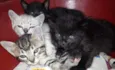 Gatinhos