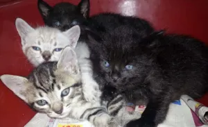 Gato raça Gatinhos idade Abaixo de 2 meses nome Gatinhos