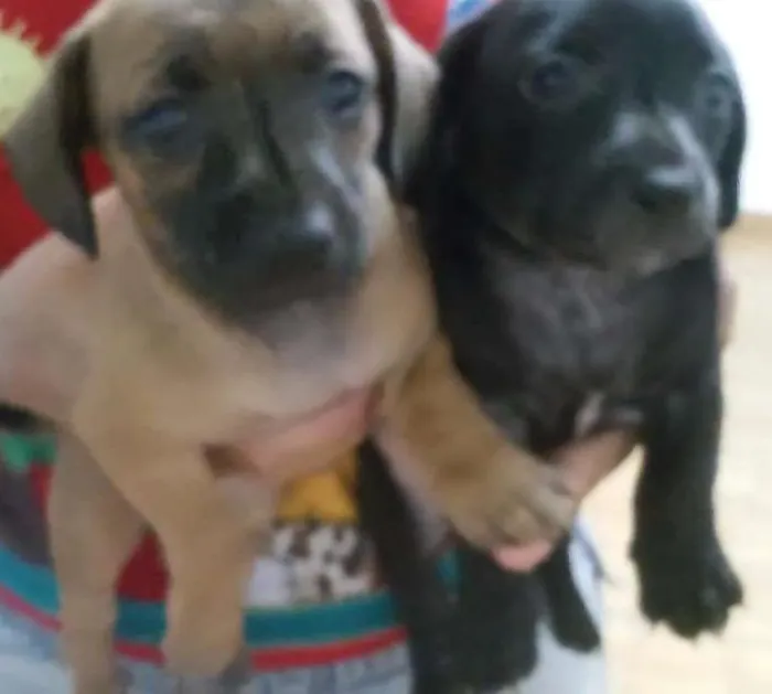 Cachorro ra a  idade Abaixo de 2 meses nome Sem nome