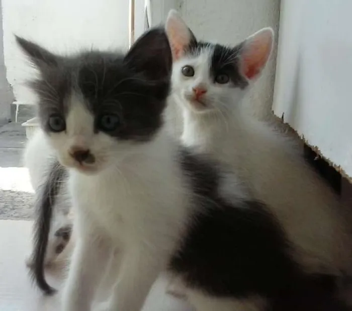 Gato ra a  idade Abaixo de 2 meses nome Sofia, Charlie, moc