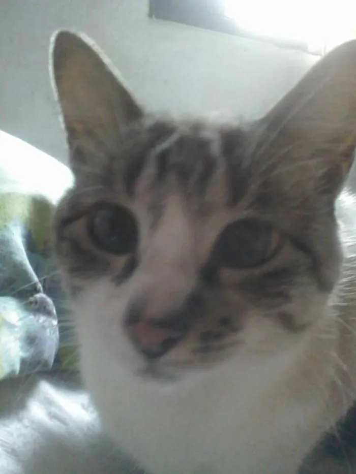 Gato raça SRD idade 6 ou mais anos nome Esmeralda
