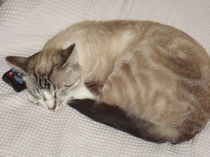 Gato raça SRD idade 6 ou mais anos nome Esmeralda