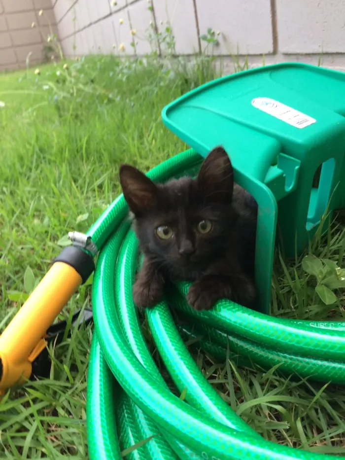 Gato ra a SRD idade Abaixo de 2 meses nome Sem nome