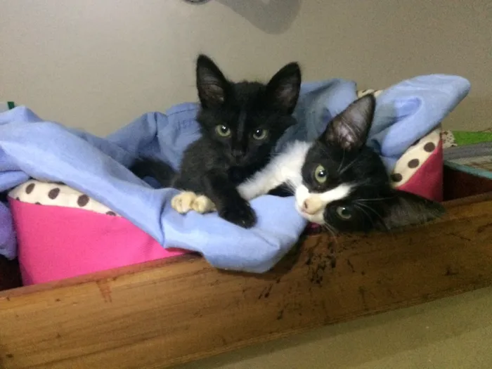 Gato ra a SRD idade Abaixo de 2 meses nome Sem nome