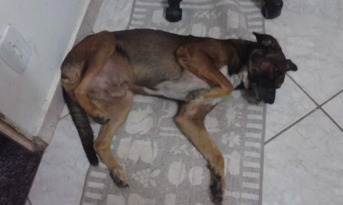 Cachorro ra a Vira-lata idade 3 anos nome Cripton