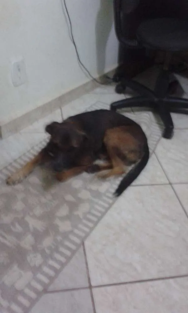 Cachorro ra a Vira-lata idade 3 anos nome Cripton