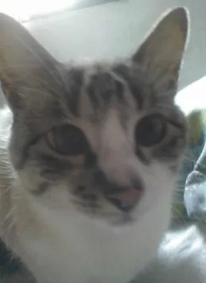 Gato raça SRD idade 6 ou mais anos nome Esmeralda