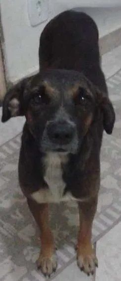 Cachorro ra a Vira-lata idade 3 anos nome Cripton