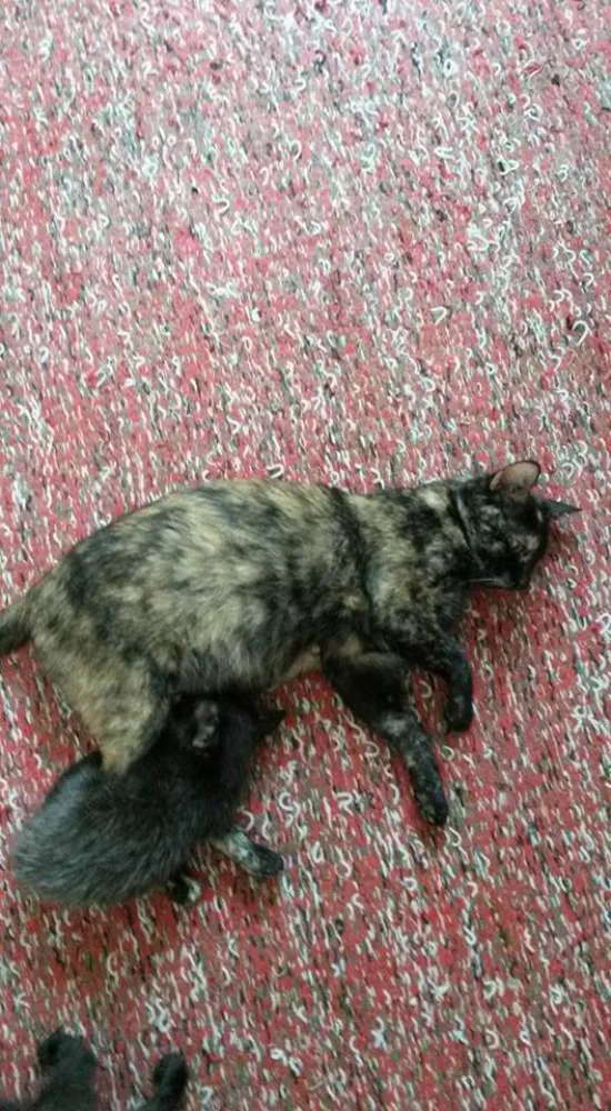 Gato raça SRD idade Abaixo de 2 meses nome não tem