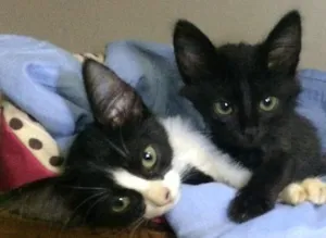 Gato raça SRD idade Abaixo de 2 meses nome Sem nome