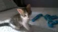 BELL