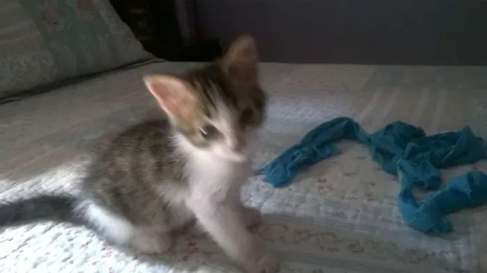Gato raça SRD idade Abaixo de 2 meses nome BELL