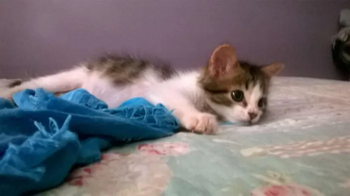Gato raça SRD idade Abaixo de 2 meses nome BELL