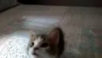 BELL