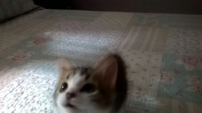 Gato raça SRD idade Abaixo de 2 meses nome BELL