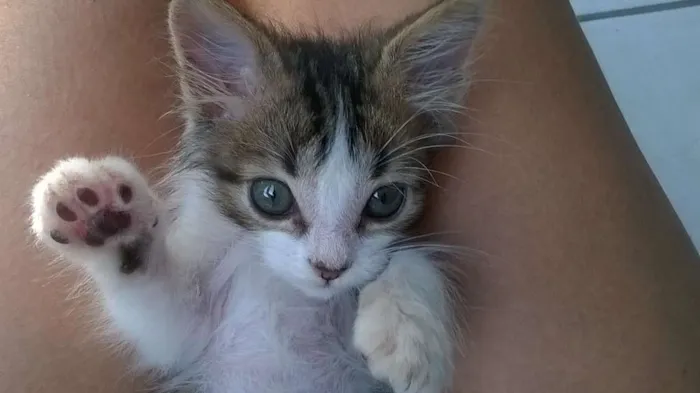Gato raça SRD idade Abaixo de 2 meses nome BELL