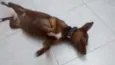 Lilica