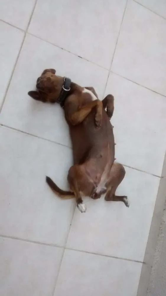 Cachorro ra a Sem Raça idade 1 ano nome Lilica