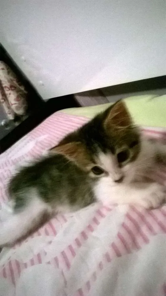Gato raça SRD idade Abaixo de 2 meses nome BELL