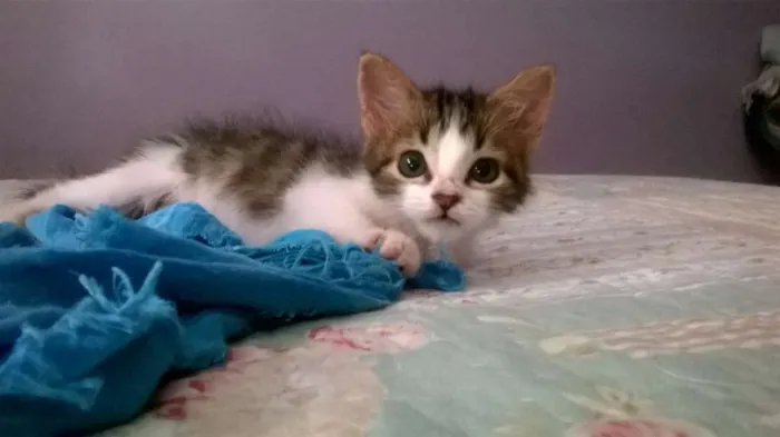 Gato raça SRD idade Abaixo de 2 meses nome BELL