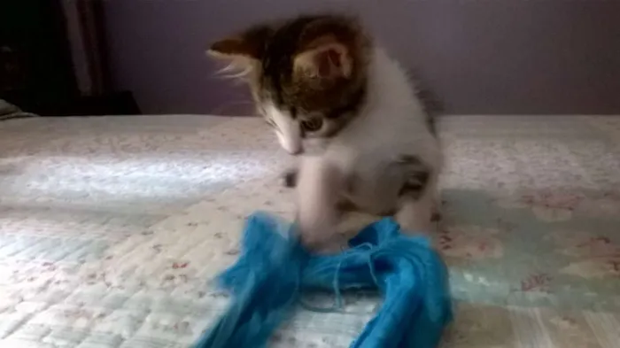 Gato raça SRD idade Abaixo de 2 meses nome BELL
