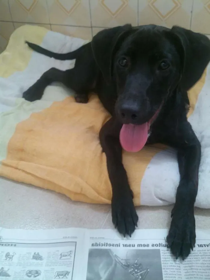 Cachorro ra a srd idade 7 a 11 meses nome Malu