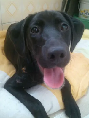 Cachorro raça srd idade 7 a 11 meses nome Malu