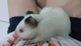 porquinho da india