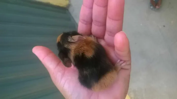 Gato ra a ingles idade 7 a 11 meses nome porquinho da india
