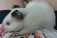 porquinho da india