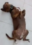 Lilica
