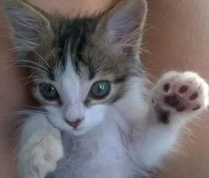 Gato raça SRD idade Abaixo de 2 meses nome BELL