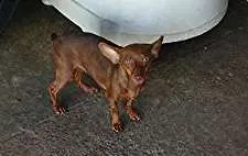 Cachorro ra a Pinscher idade 3 anos nome Lilica