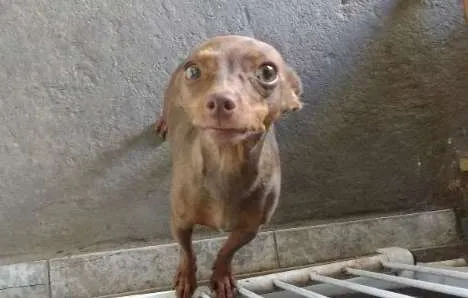 Cachorro ra a Pinscher idade 3 anos nome Lilica