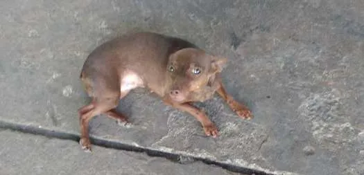 Cachorro ra a Pinscher idade 3 anos nome Lilica