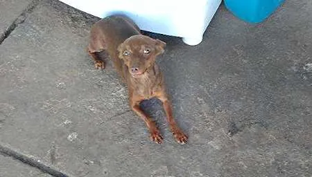 Cachorro ra a Pinscher idade 3 anos nome Lilica