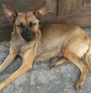 Cachorro raça SRD idade 2 anos nome Safira