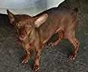 Cachorro ra a Pinscher idade 3 anos nome Lilica