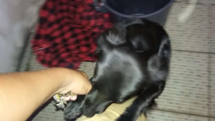 Cachorro ra a Vira lata  idade 7 a 11 meses nome Negão 