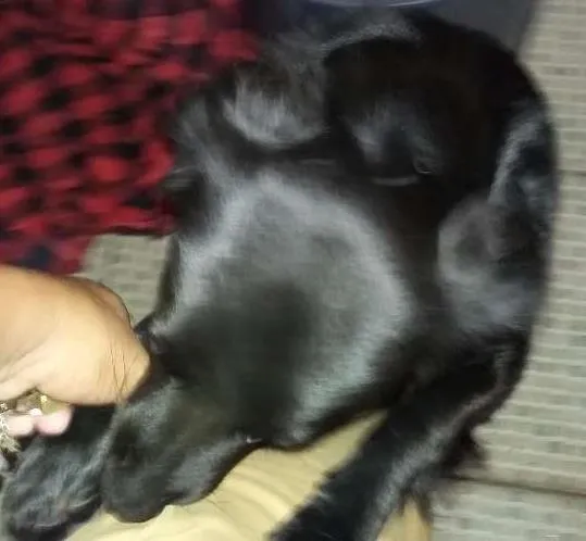 Cachorro ra a Vira lata  idade 7 a 11 meses nome Negão 