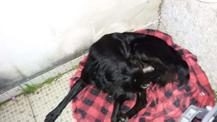 Cachorro ra a Vira lata  idade 7 a 11 meses nome Negão 