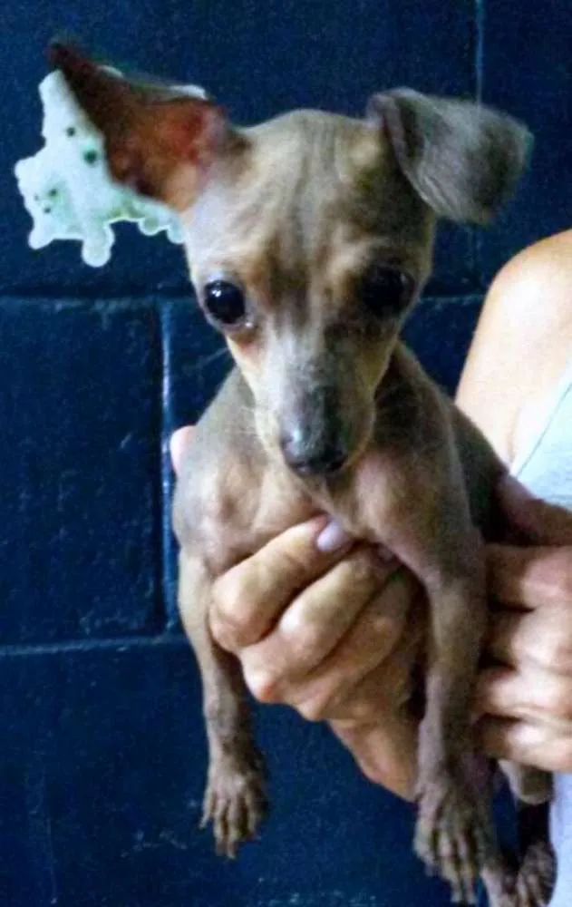 Cachorro ra a PINSCHER idade 1 ano nome PINGO