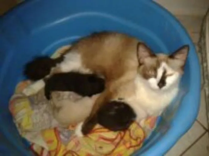 Gato ra a SRD idade Abaixo de 2 meses nome sem nome
